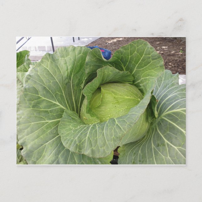 Leafy Cabbage Postcard (Front)