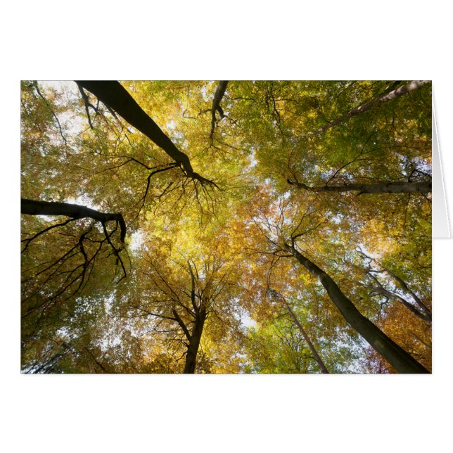 Leafy Canopy (Front Horizontal)