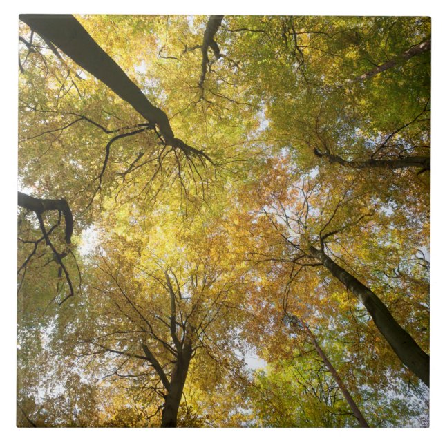 Leafy Canopy Tile (Front)