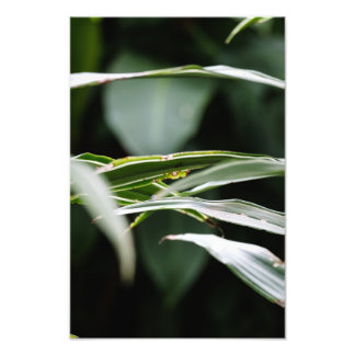 Leafy Crossings Photo Print