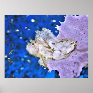 Leafy Scorpionfish Poster