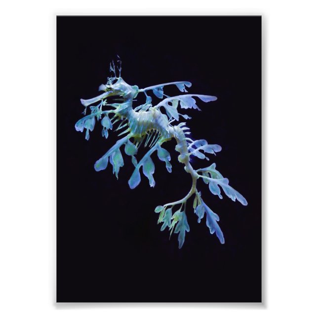 Leafy Sea Dragon Print (Front)