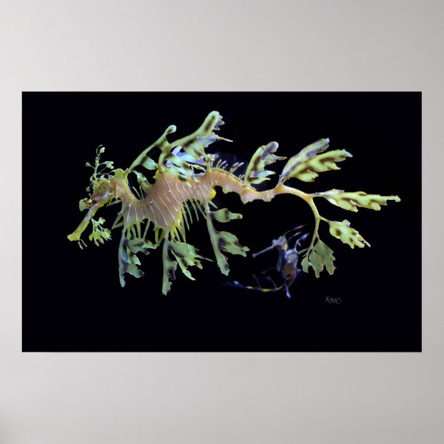 Leafy Sea Dragon & Weedy Seadragon Poster (Front)