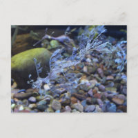 Leafy Seadragon # 2