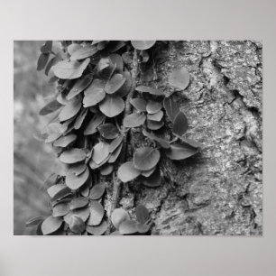 Leafy Vine On Tree Black White Print