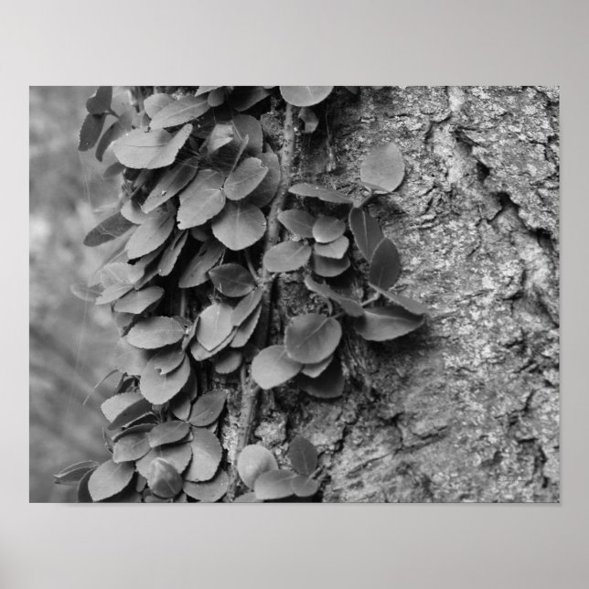 Leafy Vine On Tree In Black And White Nature Poster (Front)