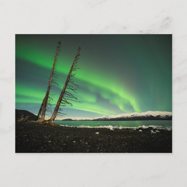 Leaning Tree Aurora Postcard (Front)