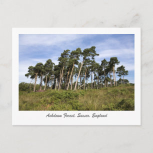 Leaning Trees On The Ashdown Forest Postcard