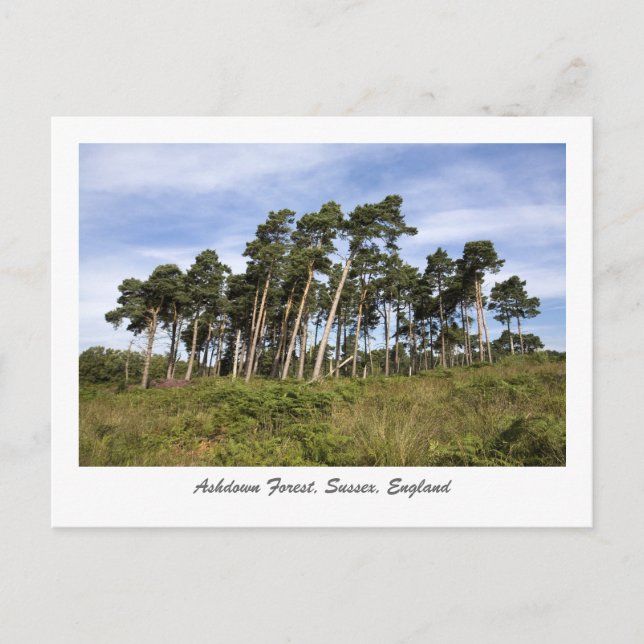 Leaning Trees On The Ashdown Forest Postcard (Front)