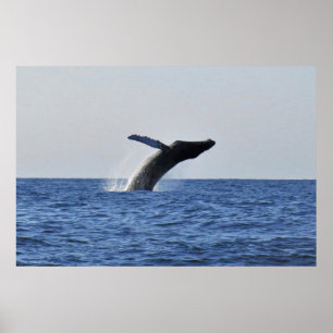 Leaping Humpback Poster
