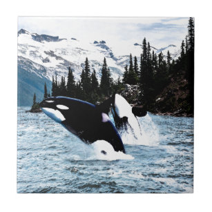 Leaping Orca Tile