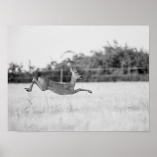 "Leaping Roe Deer Black and White Wildlife Photogr Poster