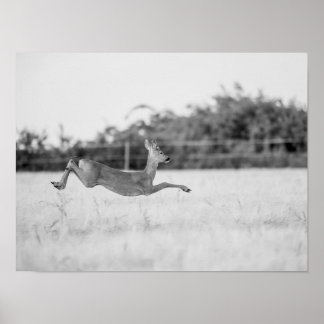 "Leaping Roe Deer Black and White Wildlife Photogr Poster