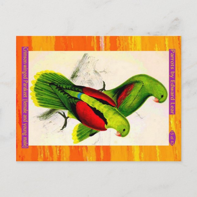 Lear. Crimson-winged Parakeet. Female & young male Postcard (Front)