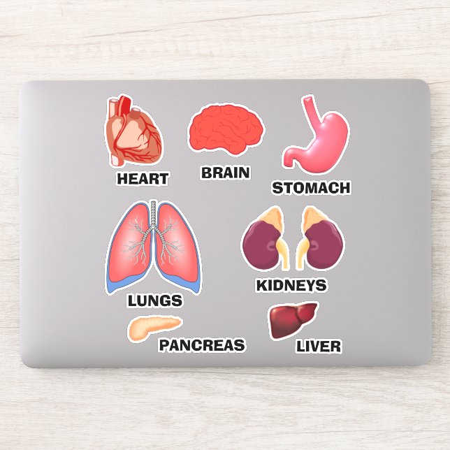 Learn Anatomy Educational Home School Sticker Set (Computer)