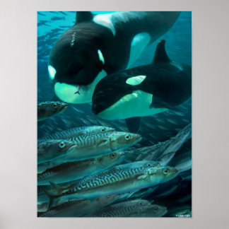 Learning to hunt mackerel poster