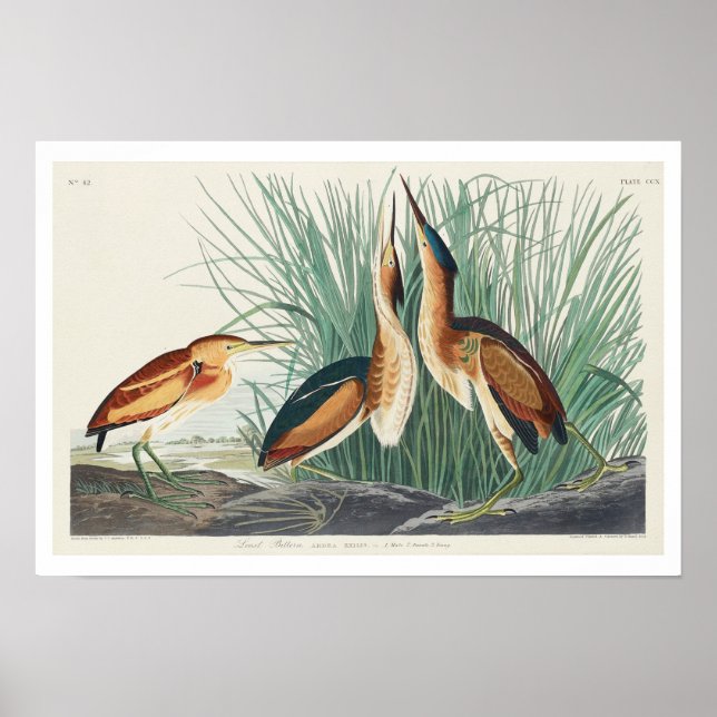 Least Bittern by Audubon Poster (Front)