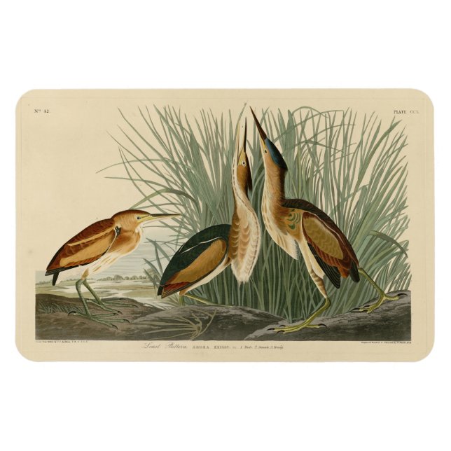 Least Bittern from Audubon's Birds of America Magnet (Horizontal)