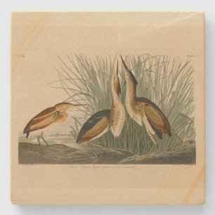Least Bittern from Audubon's Birds of America Stone Coaster