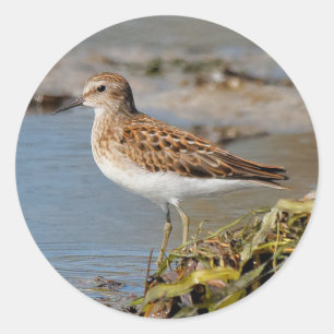 Least Sandpiper on the Mudflats Classic Round Sticker