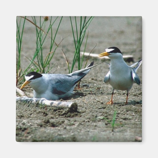 Least Terns Magnet (Front)