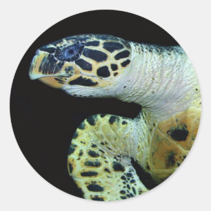 Leatherback Sea Turtle Stickers