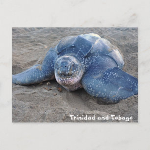 Leatherback Turtle in Trinidad and Tobago Postcard