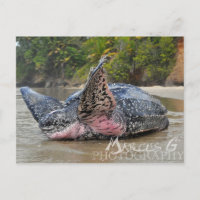 Leatherback Turtle