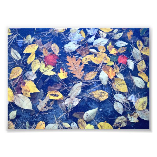 Leaves adrift photo print (Front)