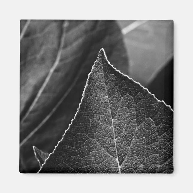 leaves being magnet (Front)