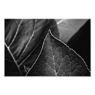 leaves being photo print