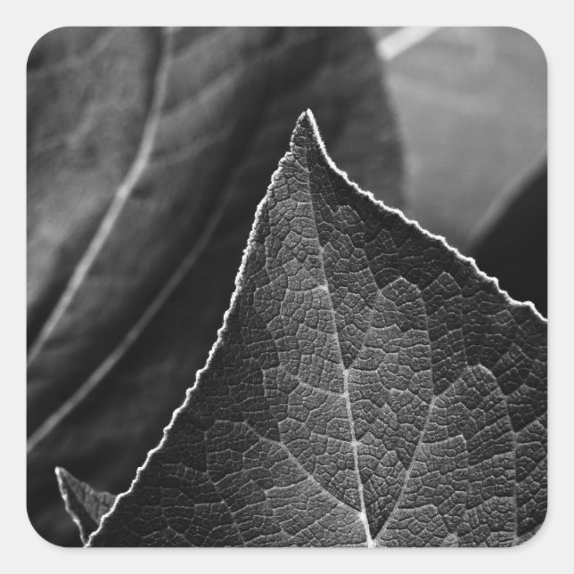 leaves being square sticker (Front)