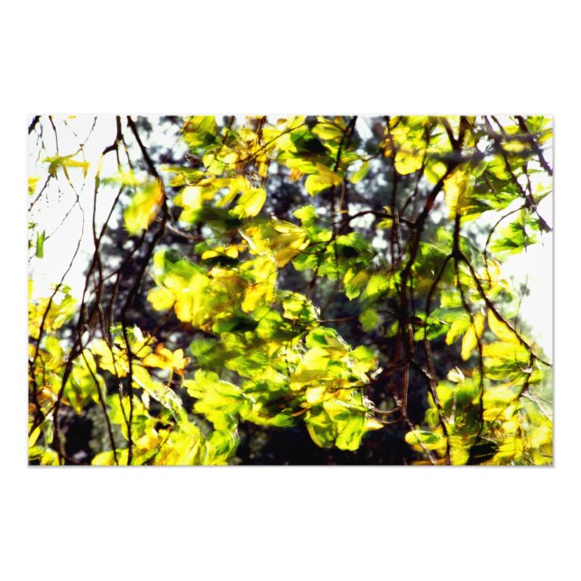 Leaves Blowing in the Wind Photo Print (Front)