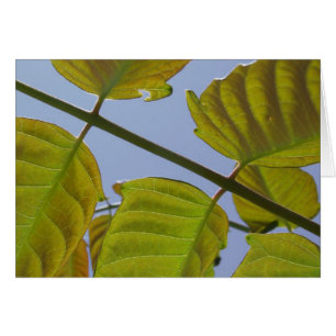 Leaves Card