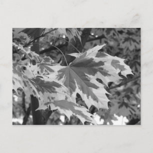 Leaves in Black & White Postcard