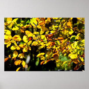Leaves in the Fall Poster