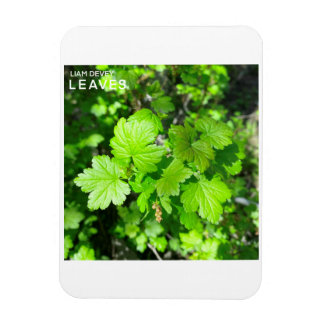 Leaves Magnet
