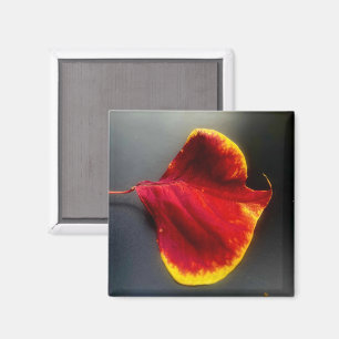 Leaves Magnet