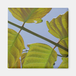 Leaves Magnet