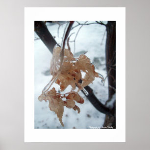 Leaves of Glass Poster