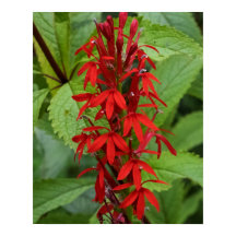 Leaves of Red