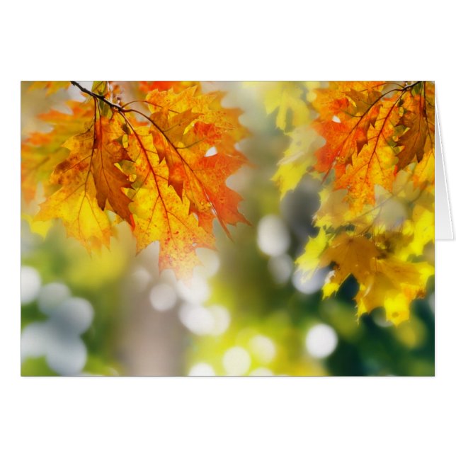 Leaves on the branches in the autumn forest (Front Horizontal)