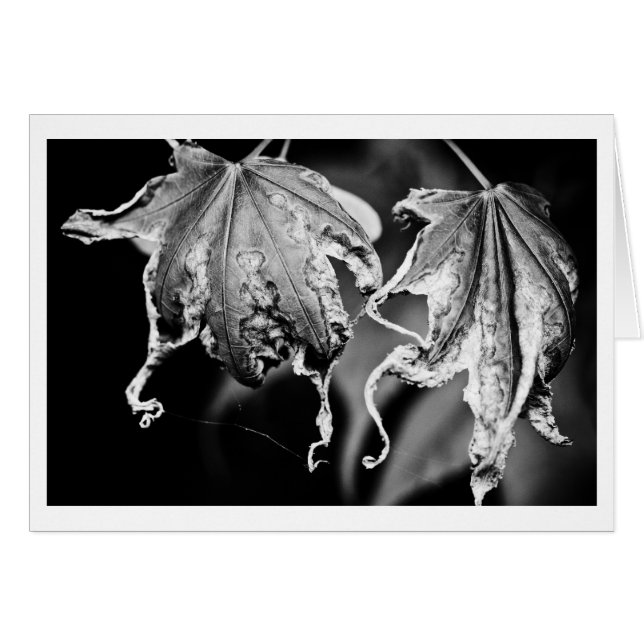 leaves play chicken (Front Horizontal)