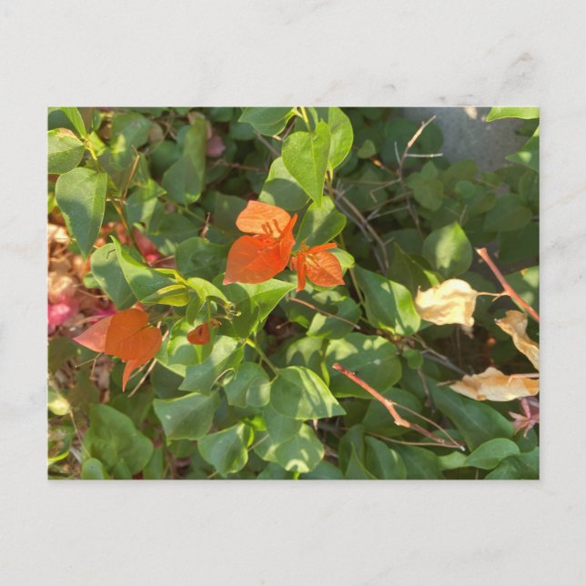 Leaves Postcard (Front)