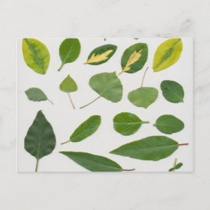 Leaves Postcard