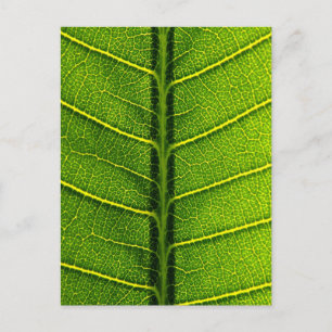 leaves postcard