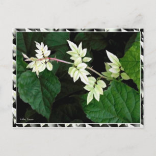 Leaves Postcard