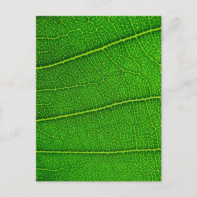 leaves postcard (Front)