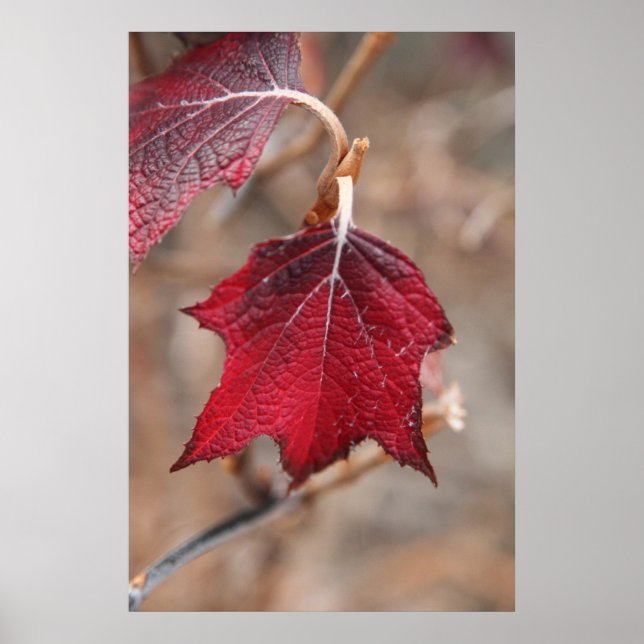 Leaves Poster (Front)