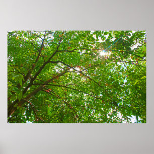Leaves Poster